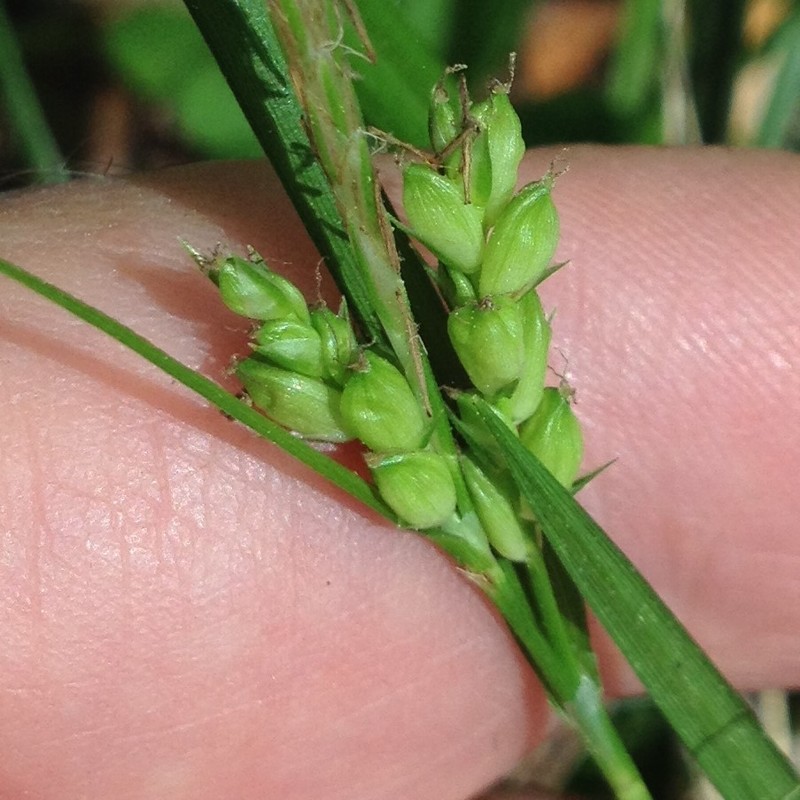 Godfrey's Sedge photo 3