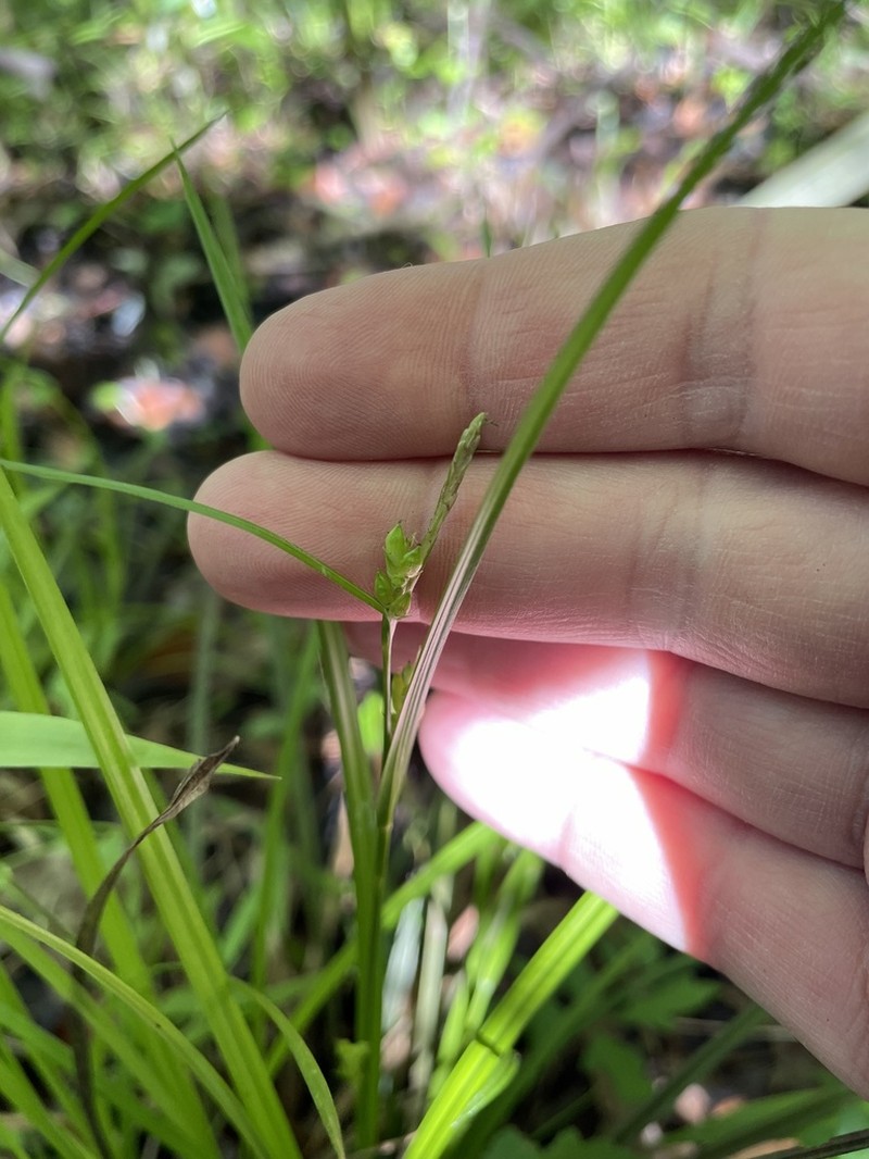 Godfrey's Sedge photo 4