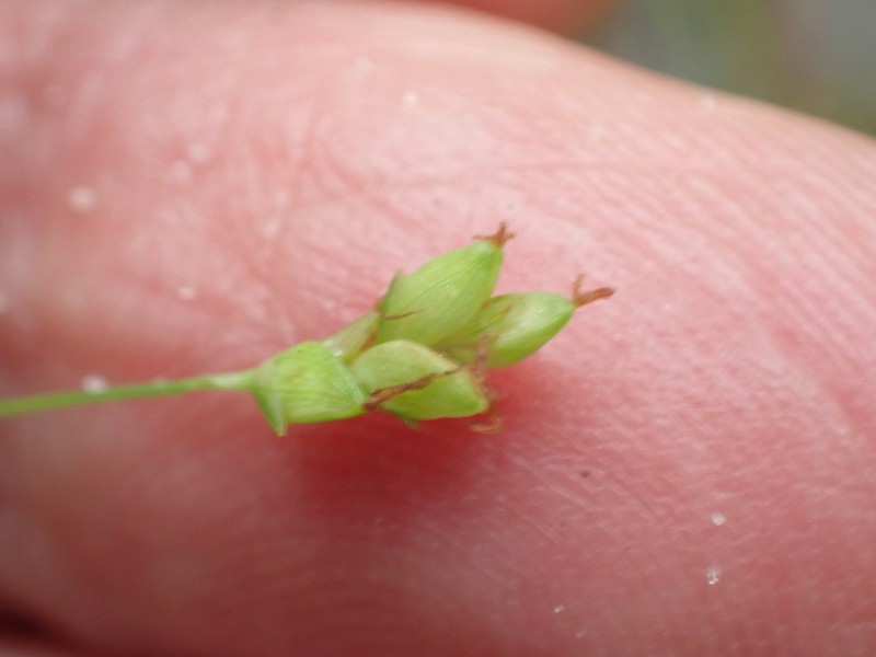Godfrey's Sedge photo 5