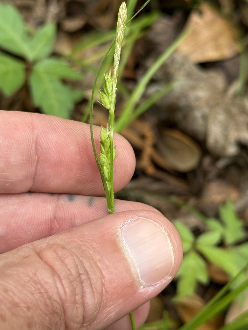 Godfrey's Sedge photo 6