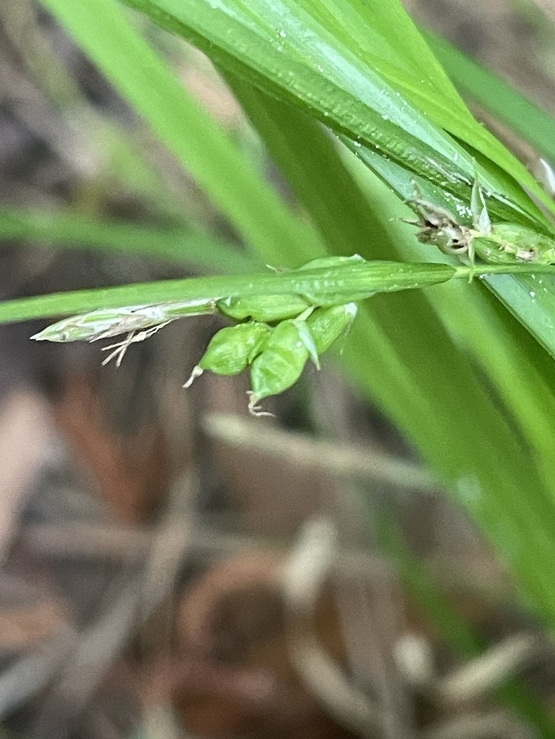 Godfrey's Sedge photo 7