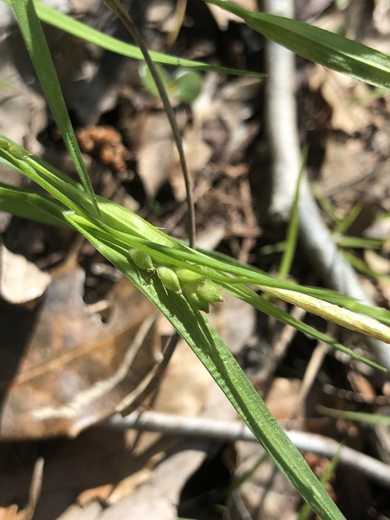 Godfrey's Sedge photo 8