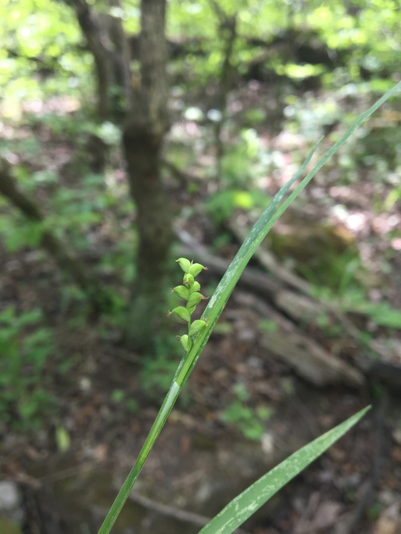 Slender Looseflower Sedge