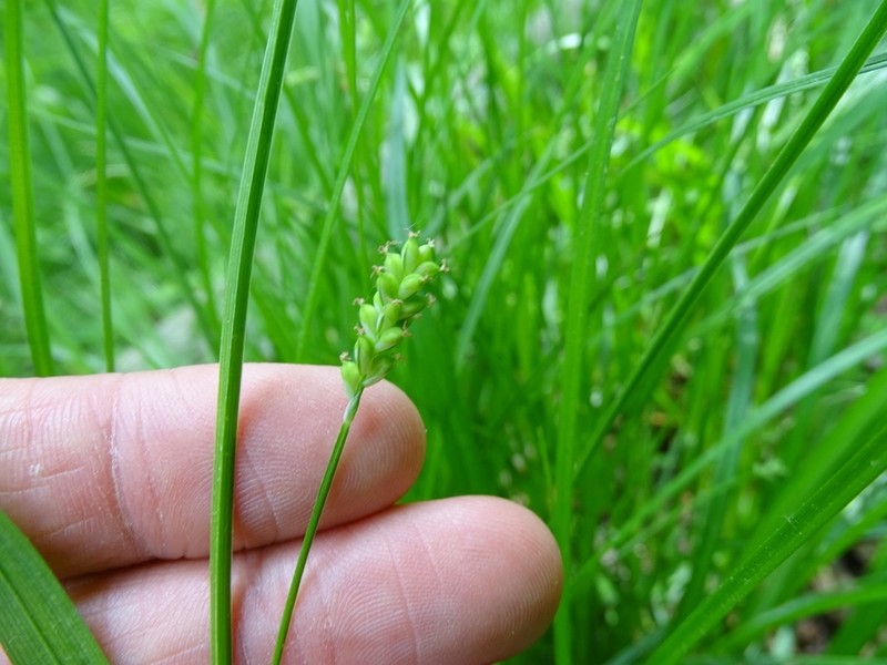 Slender Looseflower Sedge photo 2