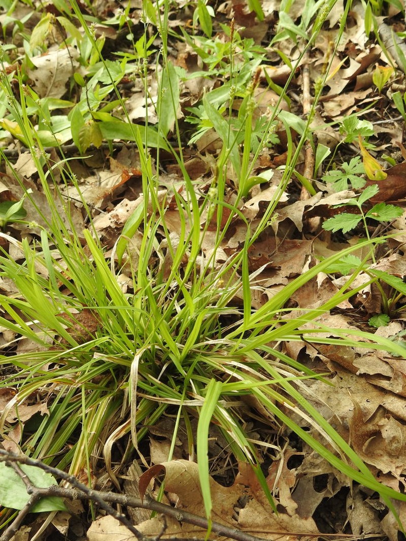 Slender Looseflower Sedge photo 3