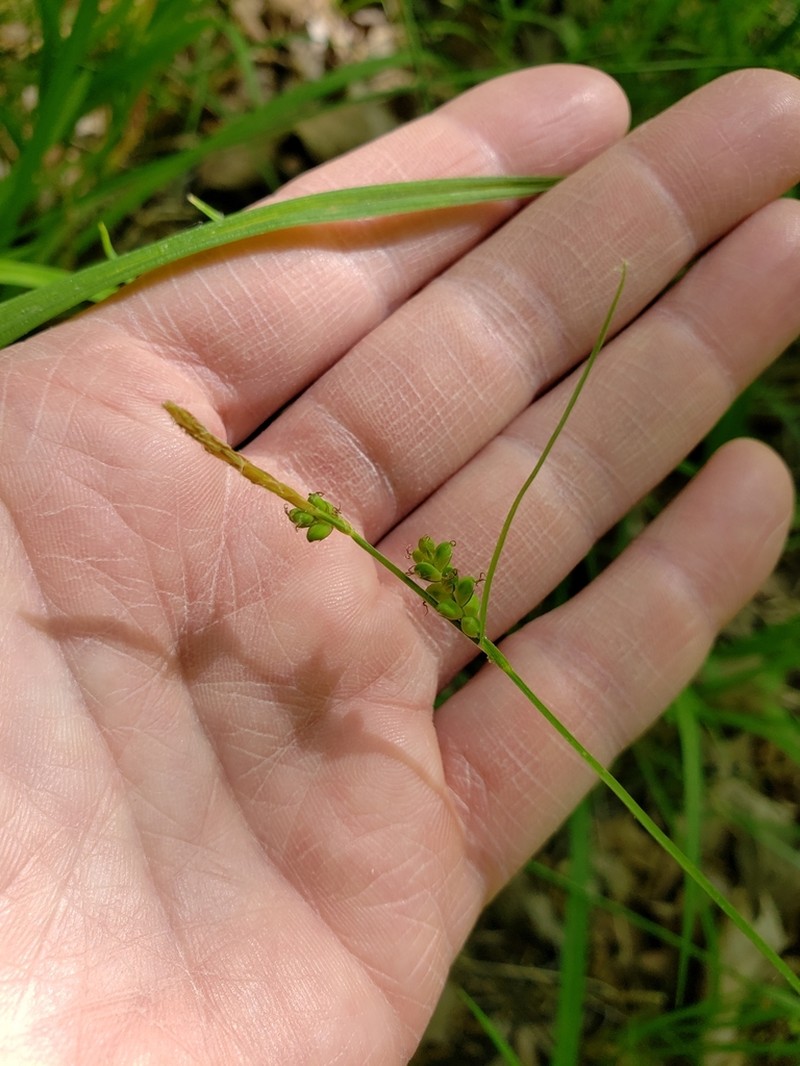 Slender Looseflower Sedge photo 4