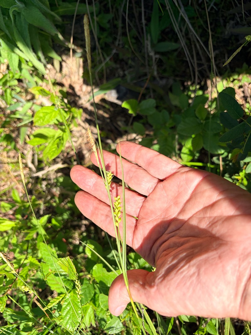 Slender Looseflower Sedge photo 5