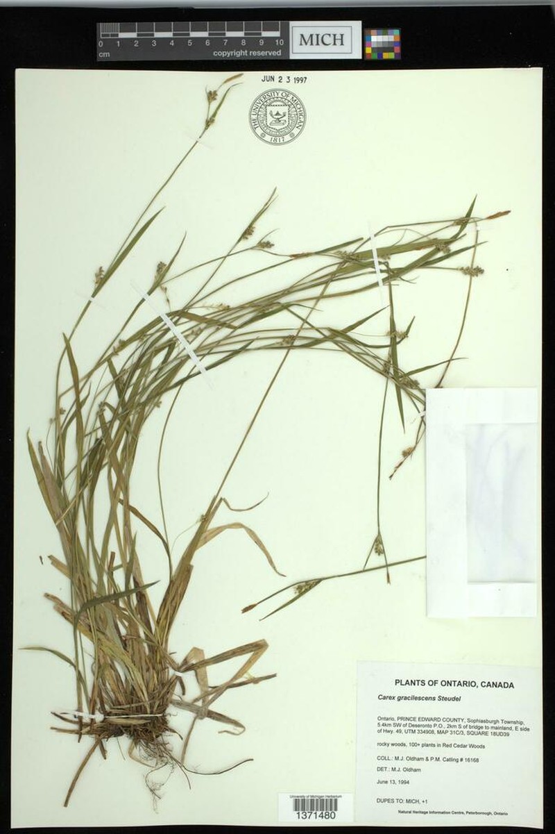 Slender Looseflower Sedge photo 6