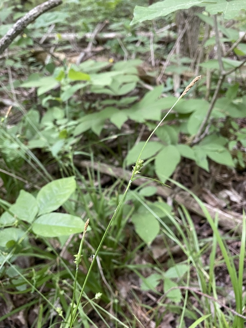 Slender Looseflower Sedge photo 7
