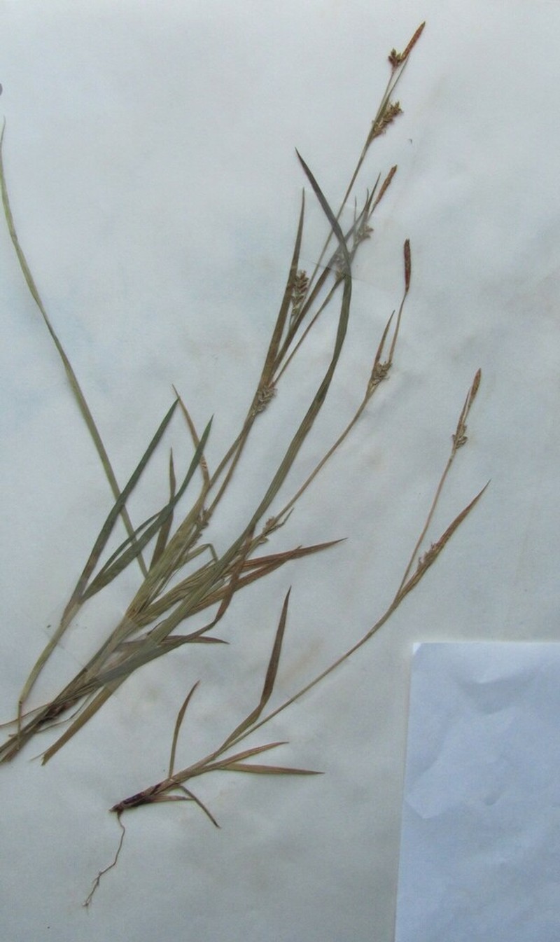 Slender Looseflower Sedge photo 8