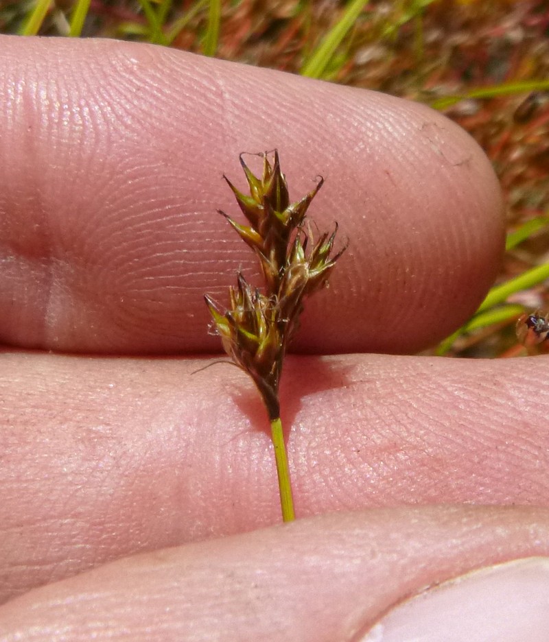 Slender Sedge photo 2