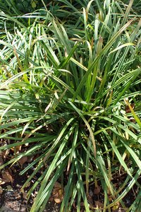 Graceful Sedge