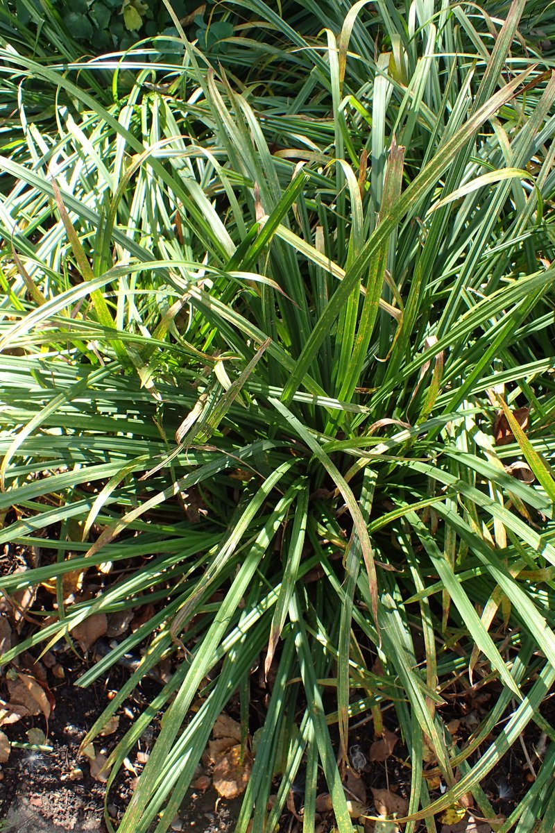 Graceful Sedge
