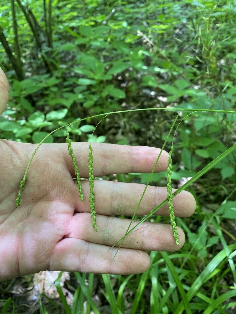 Graceful Sedge photo 2