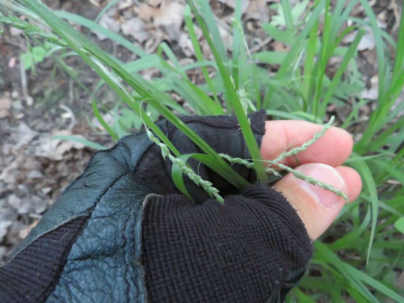 Graceful Sedge photo 4
