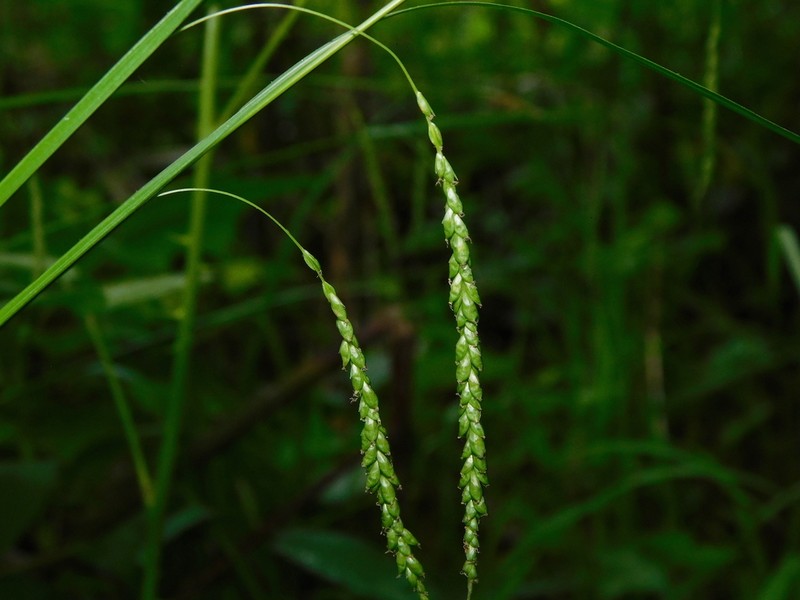 Graceful Sedge photo 5