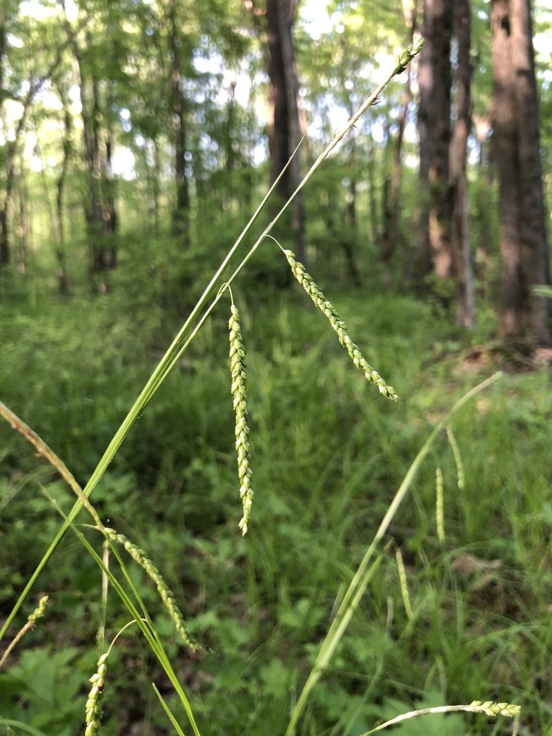 Graceful Sedge photo 6