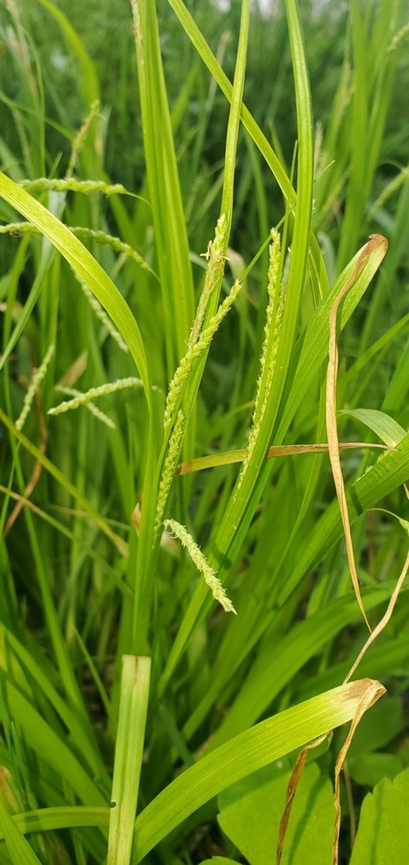 Graceful Sedge photo 7