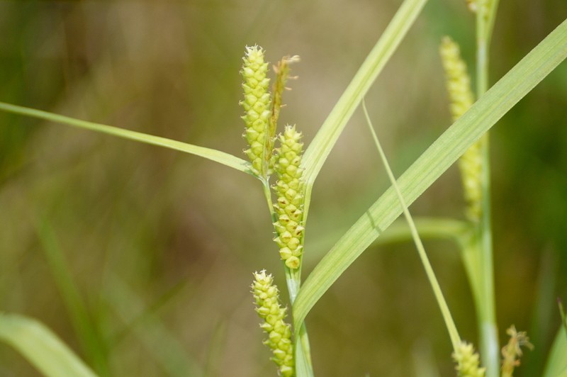 Limestone Meadow Sedge photo 3