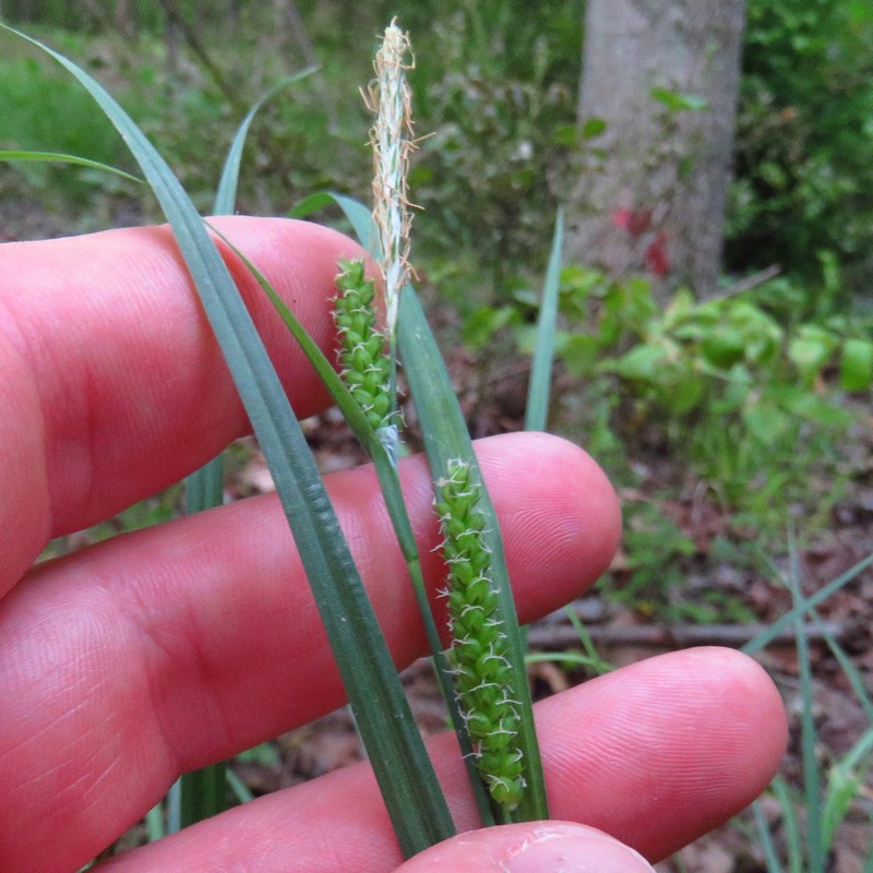 Limestone Meadow Sedge photo 4