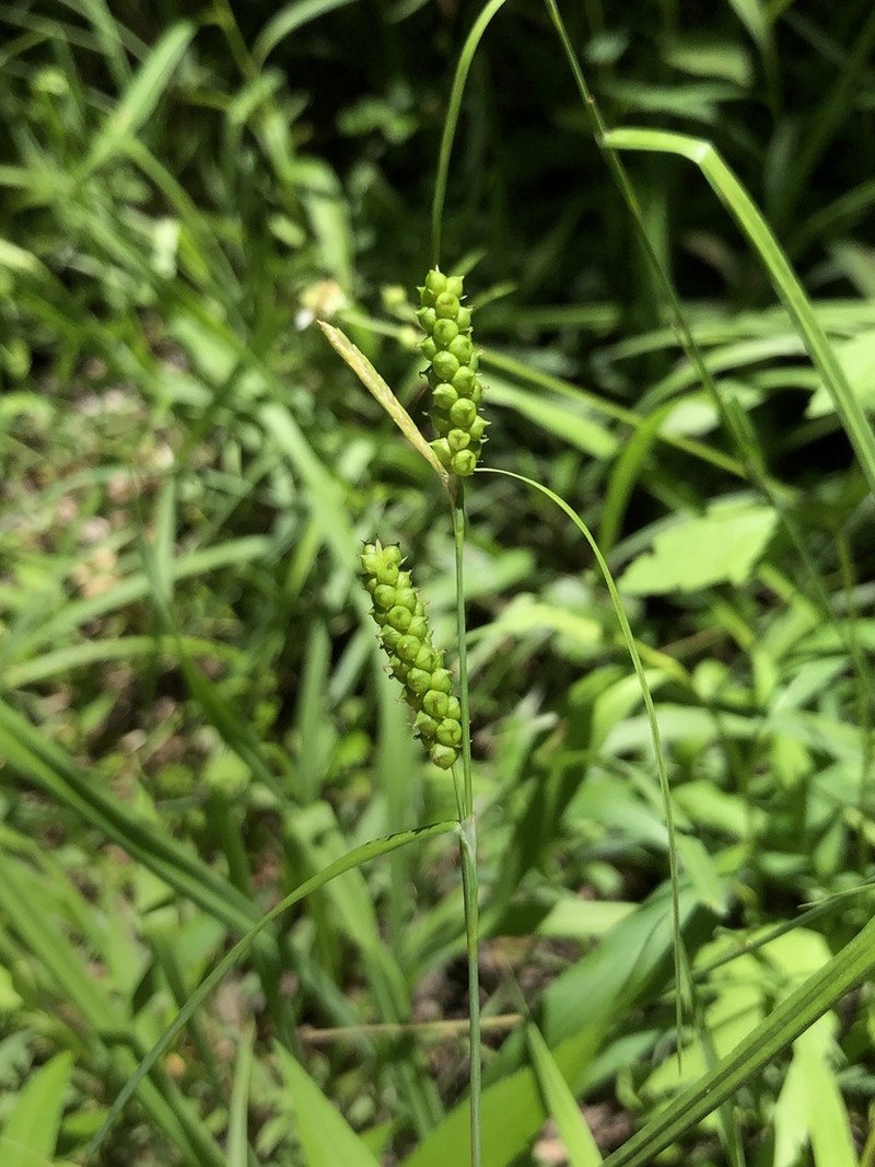 Limestone Meadow Sedge photo 5