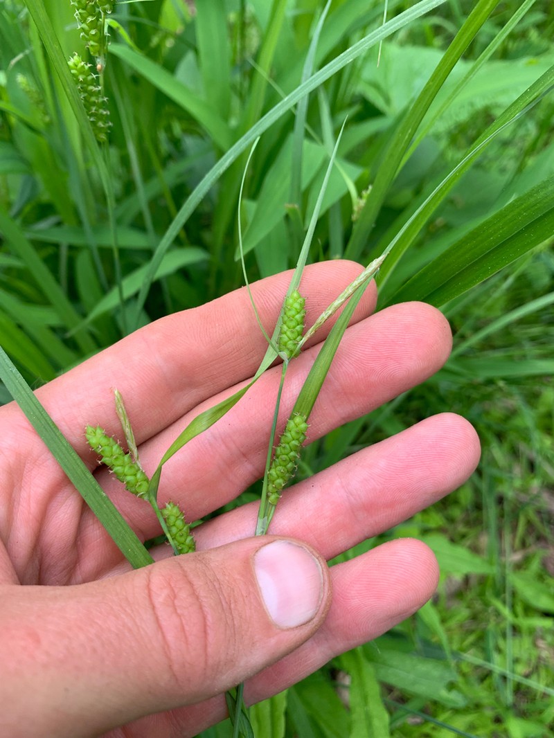 Limestone Meadow Sedge photo 6