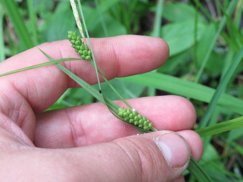 Limestone Meadow Sedge photo 7