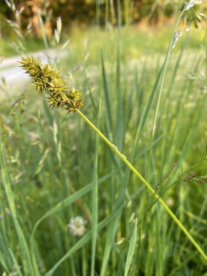 Heavy Sedge photo 4