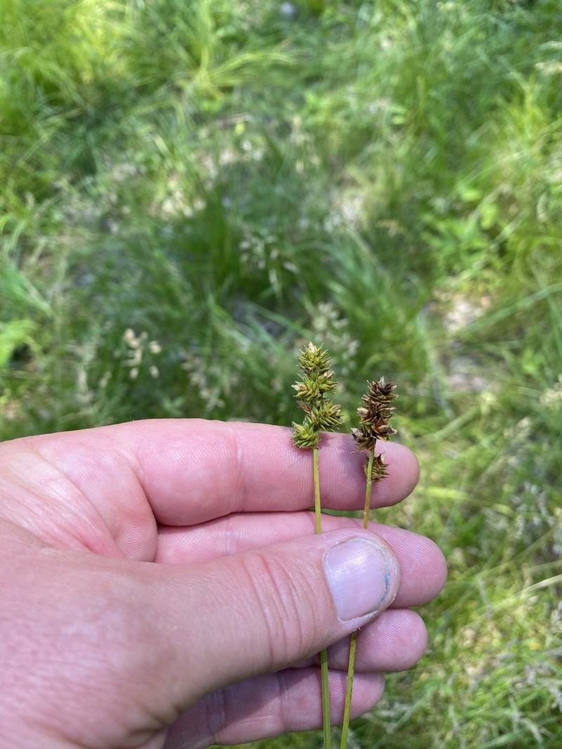 Heavy Sedge photo 5