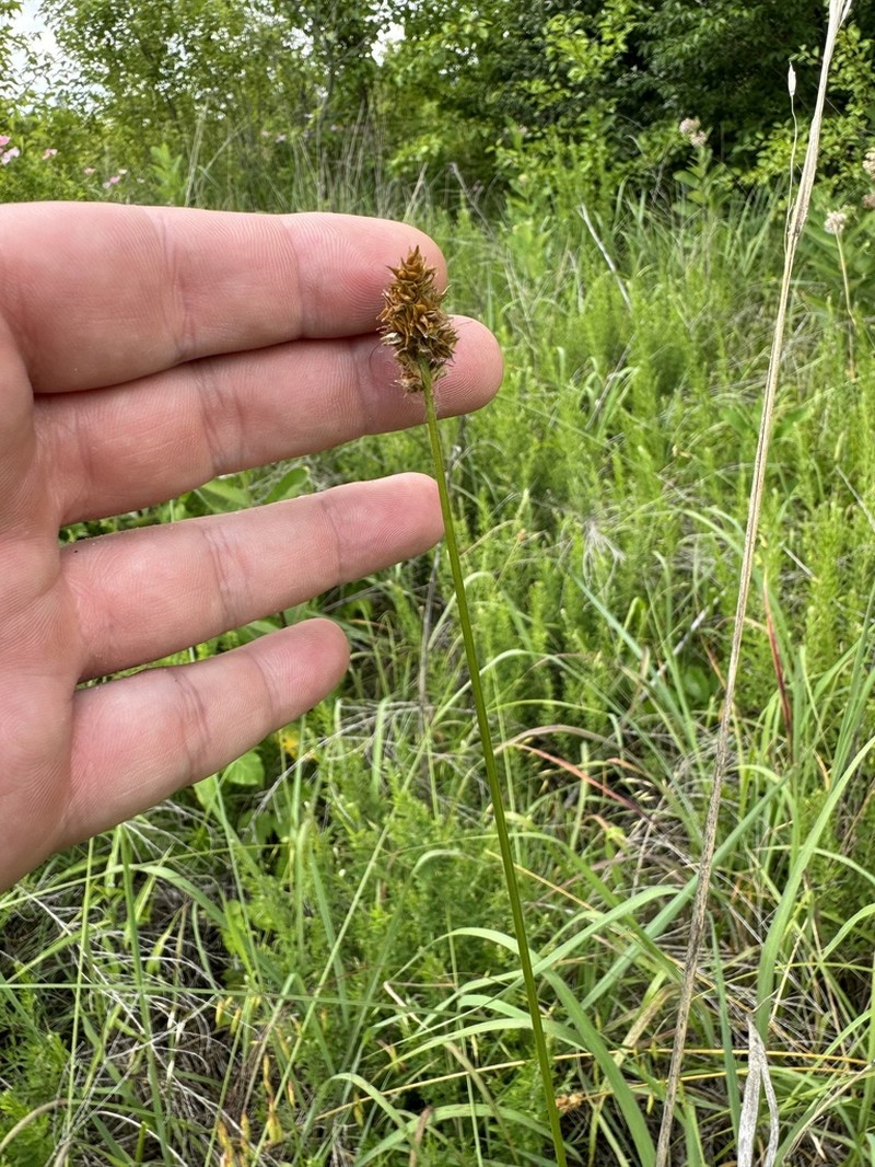 Heavy Sedge photo 6