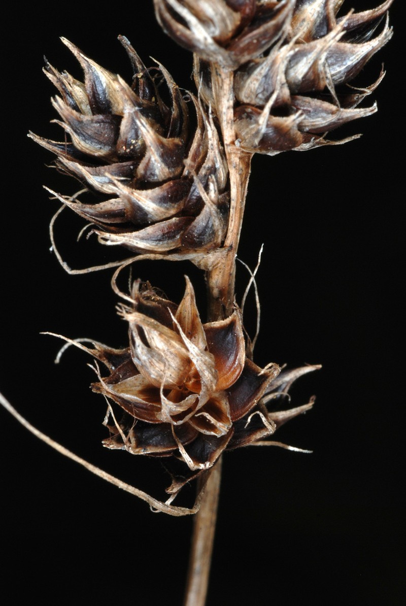 Heavy Sedge photo 7