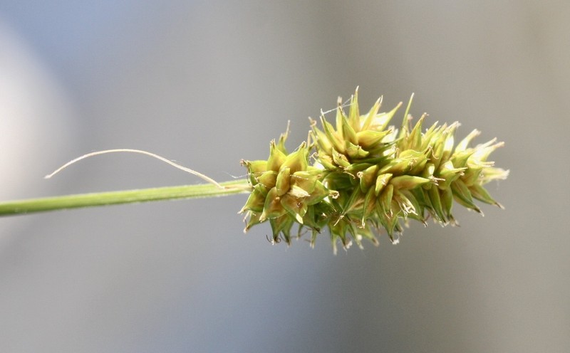 Heavy Sedge photo 8