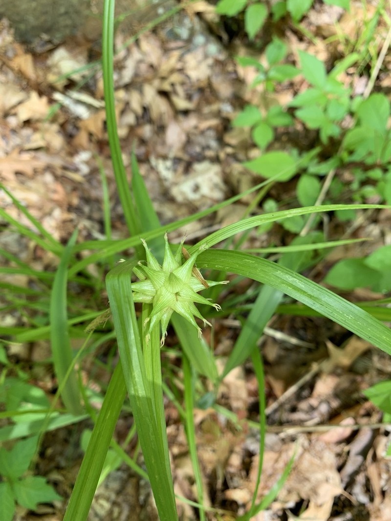 Gray's Sedge photo 3
