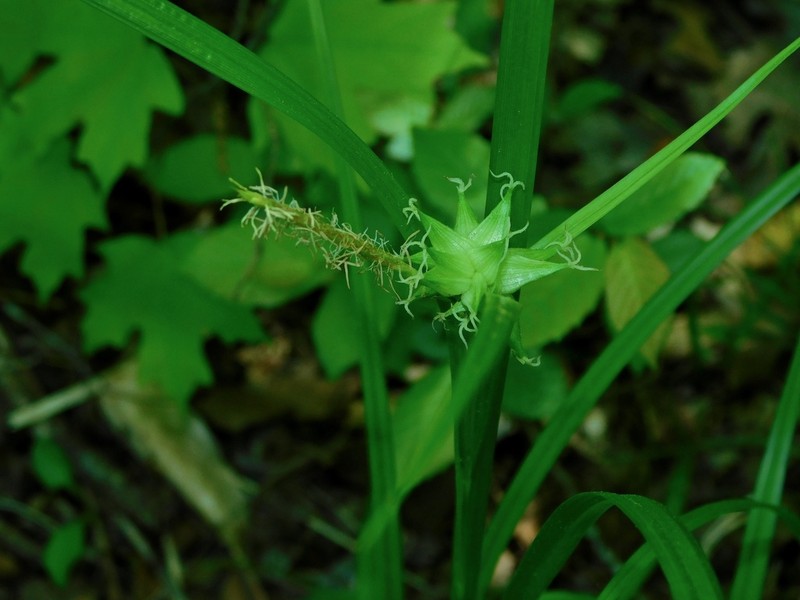 Gray's Sedge photo 4