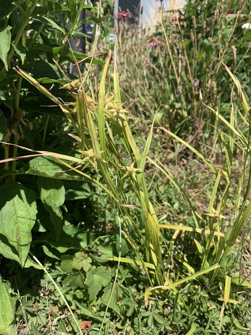 Gray's Sedge photo 5