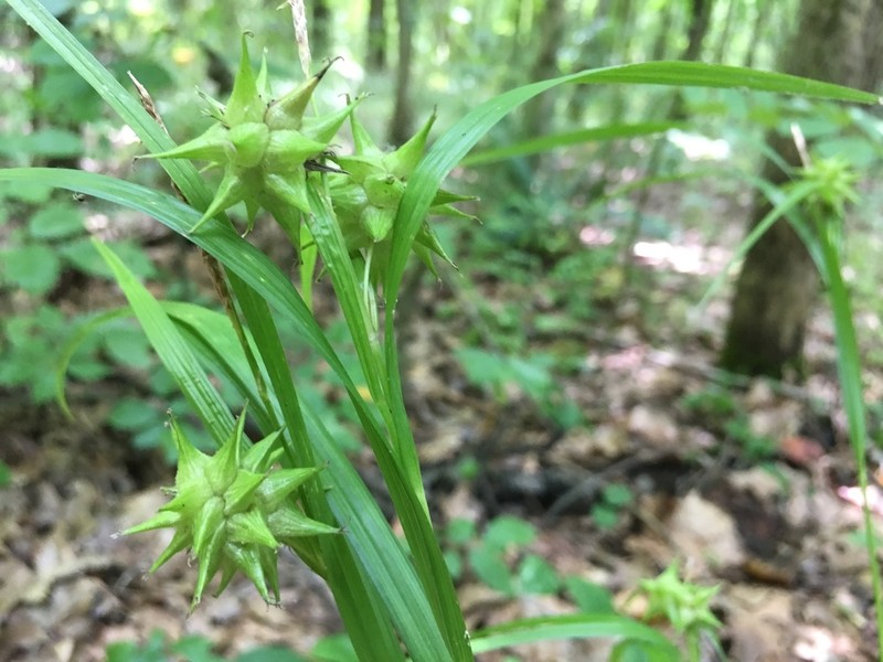 Gray's Sedge photo 6