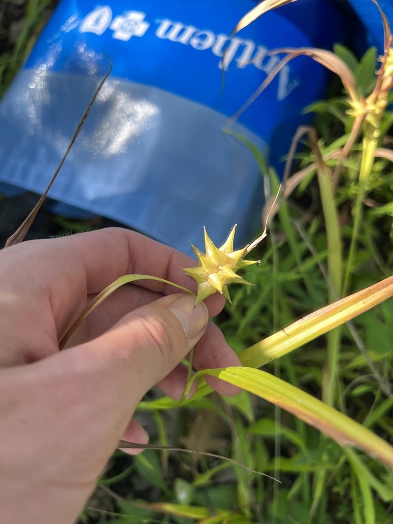 Gray's Sedge photo 7