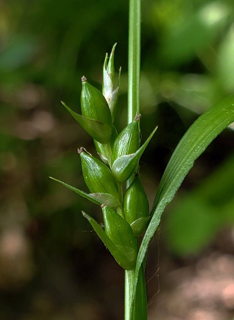 Inflated Narrow-Leaf Sedge