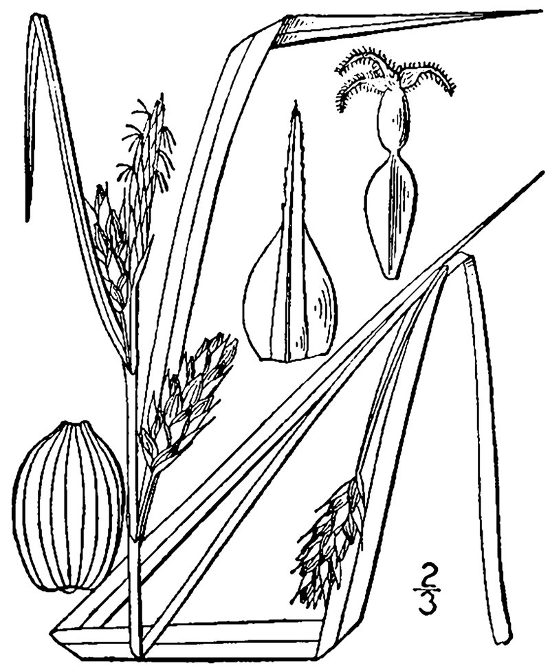 Inflated Narrow-Leaf Sedge photo 2