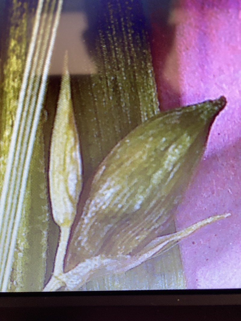 Inflated Narrow-Leaf Sedge photo 4