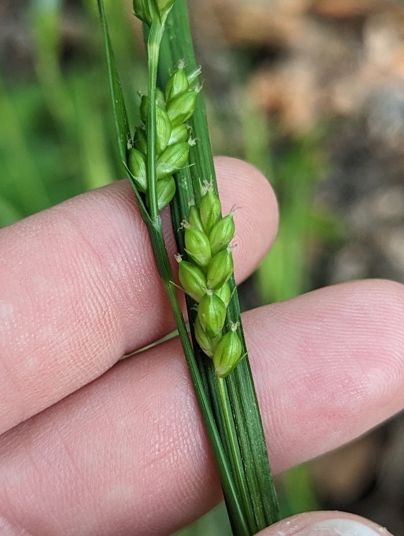 Inflated Narrow-Leaf Sedge photo 5
