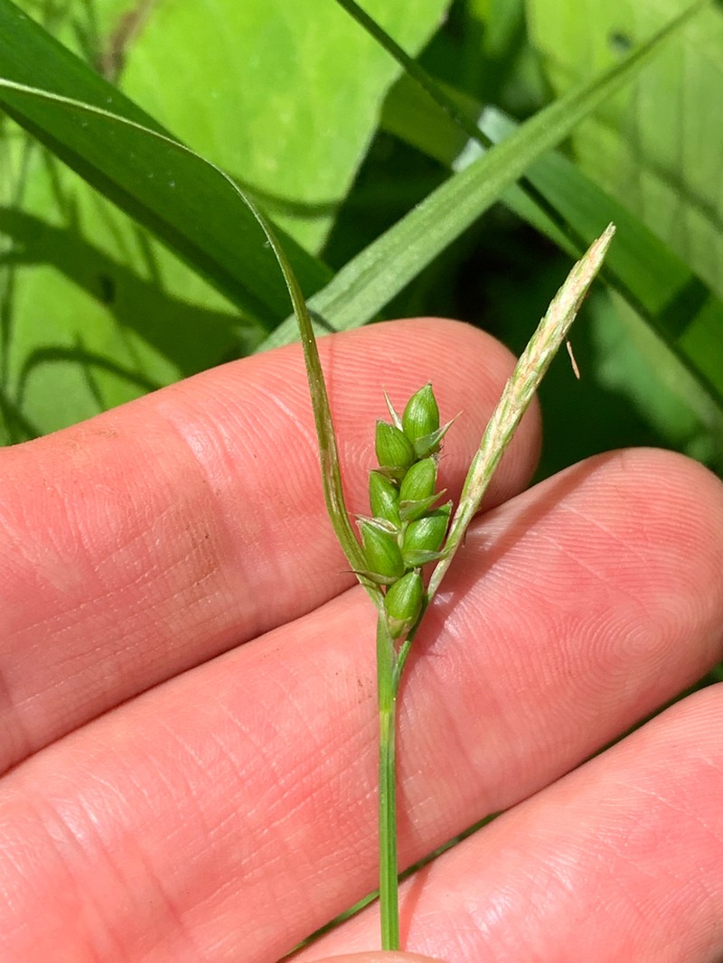 Inflated Narrow-Leaf Sedge photo 6