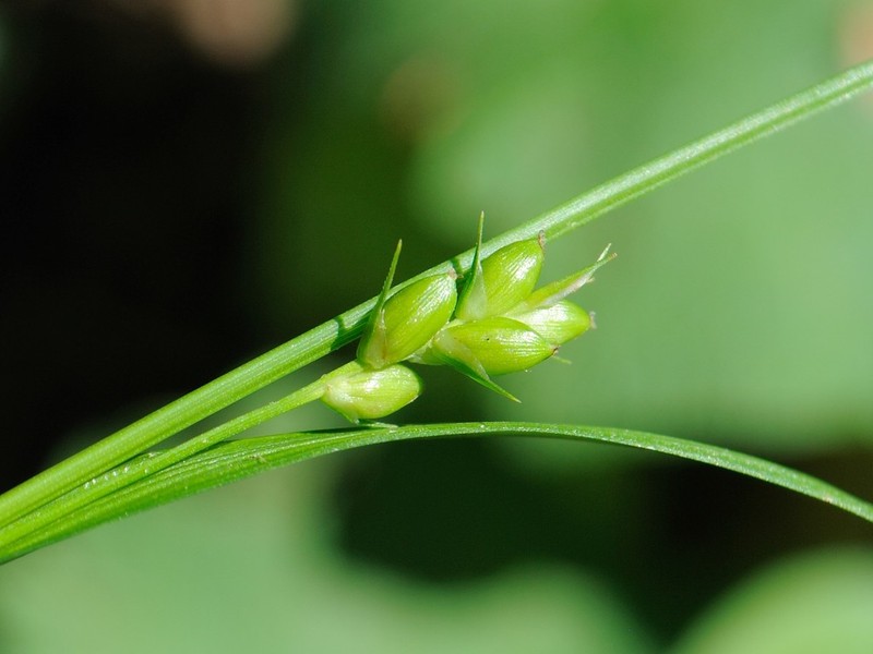 Inflated Narrow-Leaf Sedge photo 7