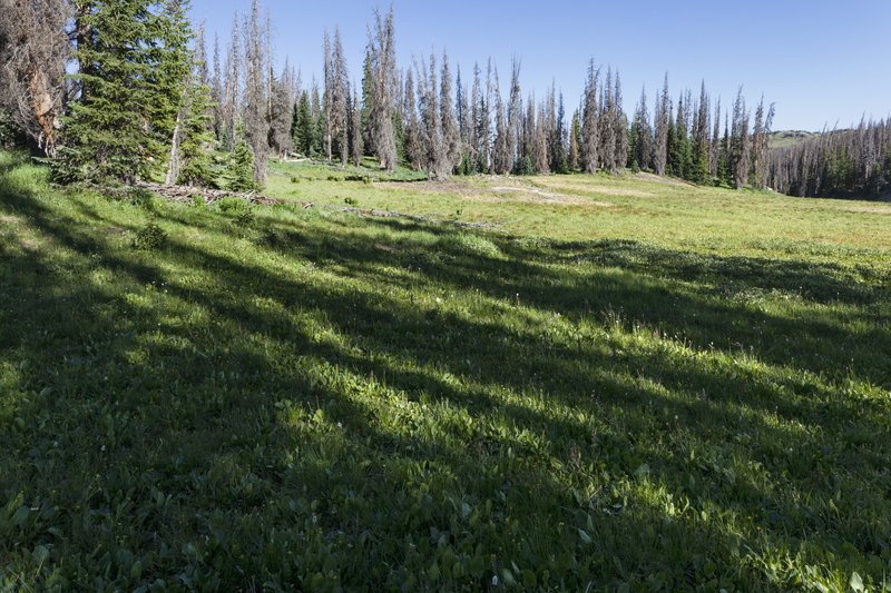 Greenland Sedge photo 2