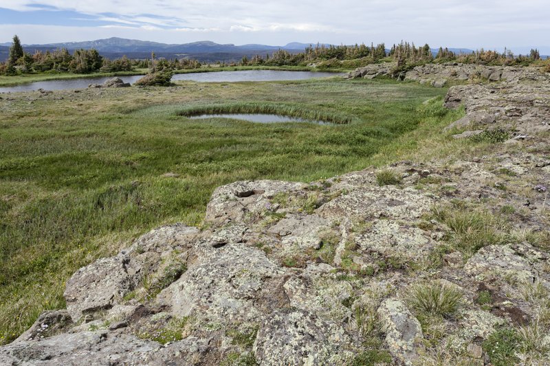 Greenland Sedge photo 3