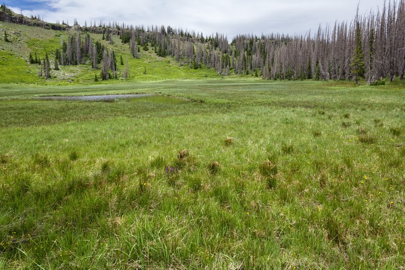 Greenland Sedge photo 4