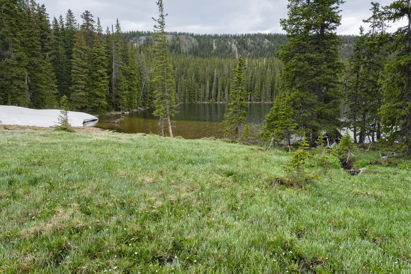 Greenland Sedge photo 5