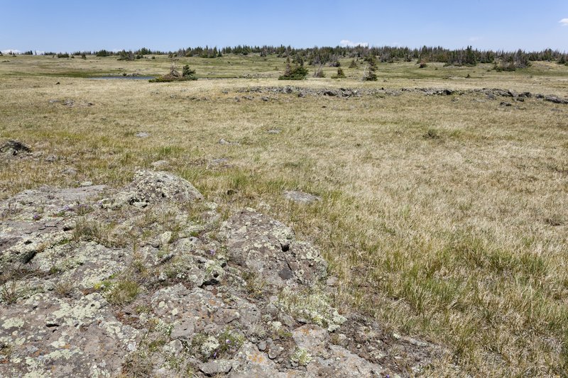 Greenland Sedge