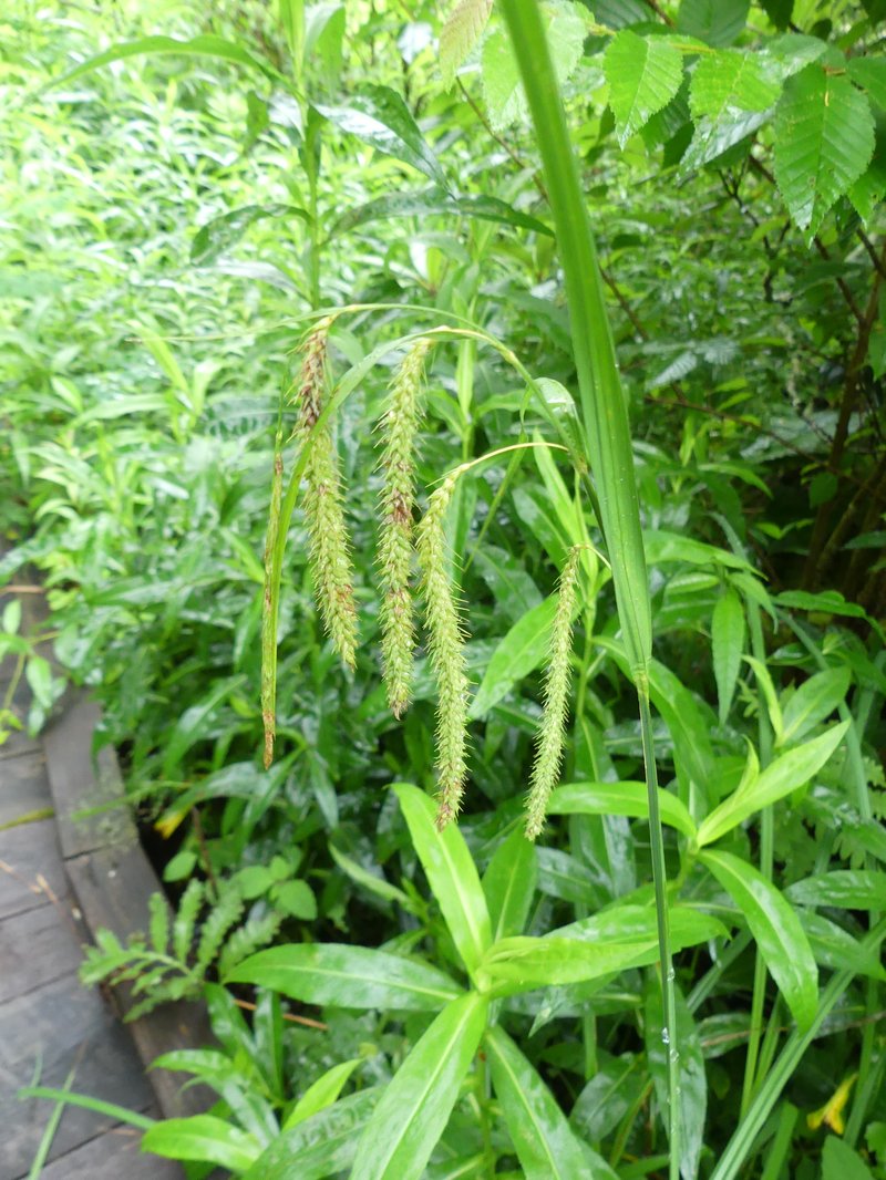 Nodding Sedge