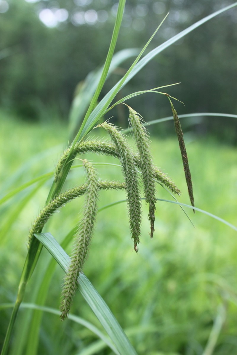 Nodding Sedge photo 3